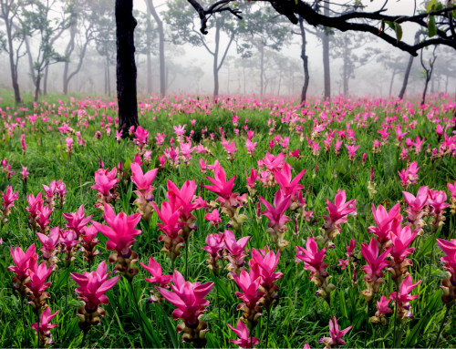 Siam Tulip Festival, Chaiyaphum Province, and conservation management of Pa Hin Ngam National Park.